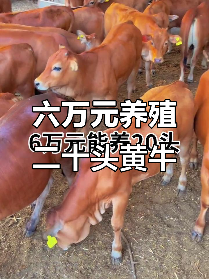 义乌最新线上套医保的黄牛是真的吗方法分析(最方便真实的义乌线上套医保的黄牛是真的吗能报销吗方法)